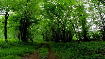 View of the treetops in the deep forests of beech and oak, in the province of Alava, Spain.