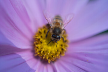 Honeybee pollinating a Cosmo flower