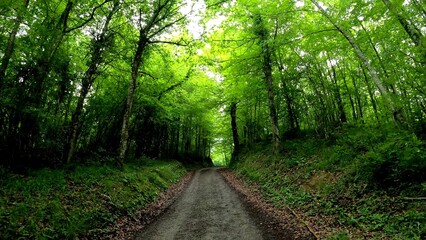 View of the treetops in the deep forests of beech and oak, in the province of Alava, Spain.