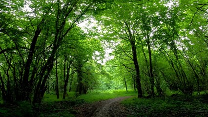 View of the treetops in the deep forests of beech and oak, in the province of Alava, Spain.