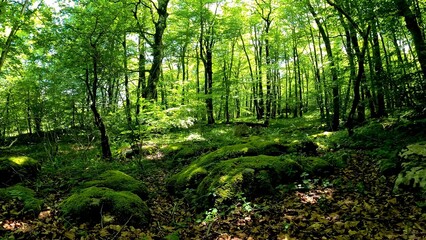 View of the treetops in the deep forests of beech and oak, in the province of Alava, Spain.