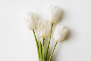 Fototapeta premium Top-down view of three separate white tulips on a white surface