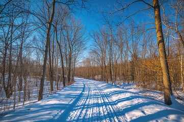 A sunny winter day reveals a twisting path through a forest of leafless trees