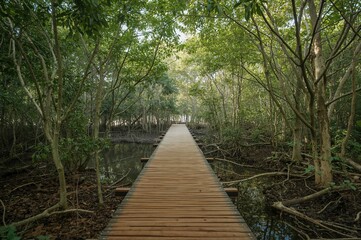 Fototapeta premium A timber footbridge surrounded by dense mangrove trees.