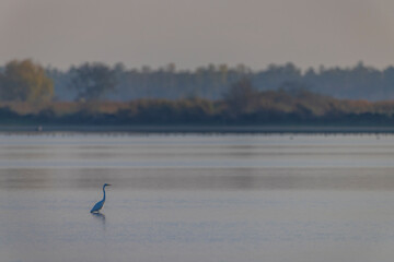 Great egret wading in calm lake water in Hungary