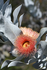 Large orange pink blossom and gray leaves of the Australian native Mottlecah, Eucalyptus macrocarpa, family Myrtaceae. Endemic to Western Australia. Flowers are the largest for the genus. 