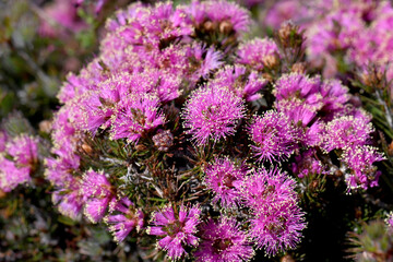 Pink flowers and hairy green foliage of the Australian native Melaleuca trichophylla, family Myrtaceae. Flowers spring summer. Cultural use by Aboriginals for nectar, shelter, bark for clothing, tools