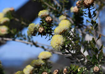 Cream yellow flowers of the Australian native Melaleuca megacephala, family Myrtaceae. Endemic to sandstone heath of central coast of Western Australia. Spring flowering. 