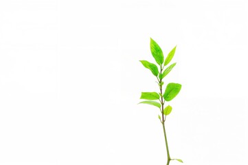 Fototapeta premium Young Turmeric Plant on a Plain White Surface