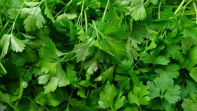 Close up of green parsley background. Fresh parsley leaves backdrop rotating. Organic cultivation. full frame of green parsley leaves spinning in close-up. Ingredients for cooking food. Beauty shot.