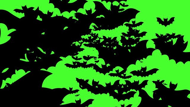 Black and white bat flying toward camera on green screen, spooky mystery vampire matte effect, 2D Halloween transition background, fantasy horror cartoon motion graphic, scary holiday night loop 