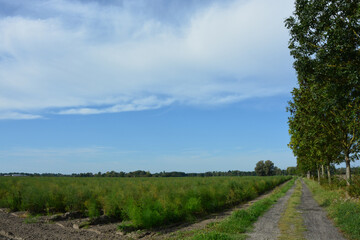 Obraz premium Spargelfeld, Ackerbau, Himmel