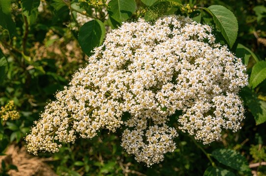 Black elderberry's Sambucus nigra features stunning white blossoms that flourish in a springtime garden, crafting a nature-themed arrangement.