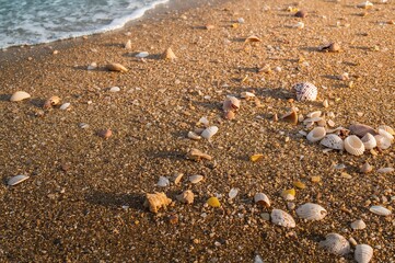 Coarse sand and crushed shells mixed with pebbles on a wet, golden shoreline.