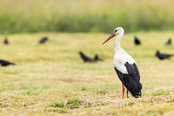 White stork in a rural meadow in Haczow, Poland