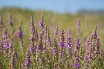 Close-up of vibrant purple Calluna vulgaris blossoms in a natural meadow