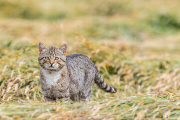 Obraz premium Domestic cat standing in field of hay in Haczow