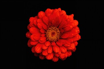 The vibrant blossoms of Tagetes erecta bring lively color and joy to gardens and festive occasions.