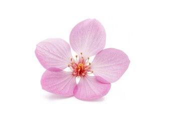 Naklejka premium Isolated pink cherry blossom on a white backdrop
