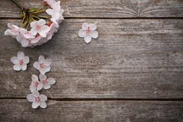 Fototapeta premium Overhead shot of pale cherry flowers against a rustic wood surface