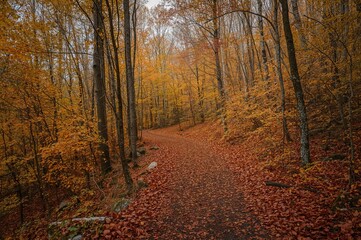 Obraz premium Pathway through a stunning fall woodland. Fallen leaves cover the ground, trees shedding their foliage.