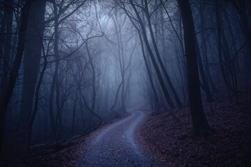 Fototapeta premium Pathway through a misty woodland