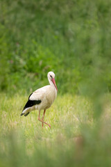 White stork walking in a green field in Bieszczady