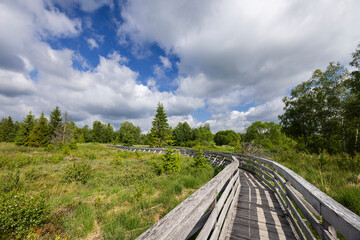 Wooden boardwalk winding through marshland in Lutowiska, Poland