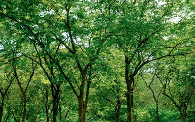 Tranquil tropical forest landscape with lush green trees and peaceful natural light filtering through the canopy