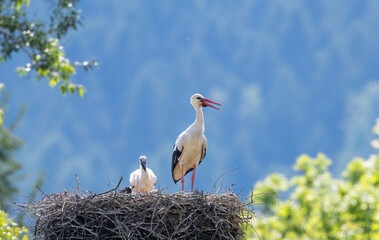 Adult white stork standing over nest protecting chick in Komancza