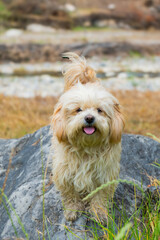 Beautiful puppy posing on grass