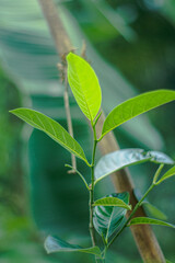 Vibrant green young leaves unfurling on a thin branch with a soft focus background of lush foliage