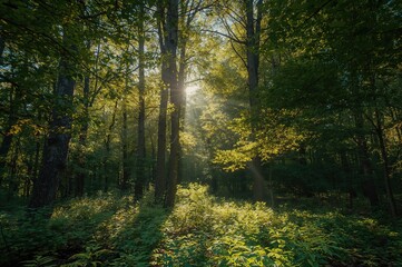 Obraz premium A radiant sun and gentle breeze create an ideal summer scene with lush trees and vibrant leaves in nature.