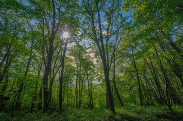 Fototapeta premium Enchantment of the lush woodland. Warm season in the East