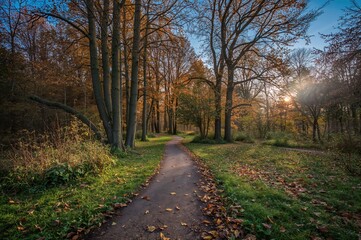 Fototapeta premium Autumn pathway through the park with trees and sunlight