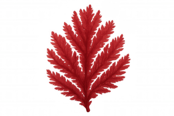 Red fern leaf highlighting vibrant nature, botanical illustration displaying natural foliage on transparent background