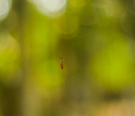 Tiny insect suspended on a delicate spider web thread against a soft green blurred background