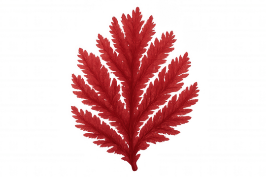 Red fern leaf highlighting vibrant nature, botanical illustration displaying natural foliage on transparent background