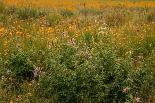 Flowering phacelia - a unique nectar source for bees