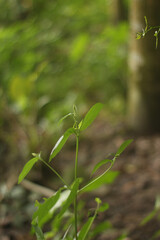 Close up of a delicate green plant with soft focus background of lush forest foliage and dappled sunlight
