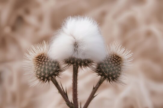 The soft background highlights the sharp cotton thistle flower buds.