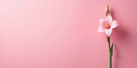 A Delicate Pink Blossom on a Soft Pink Background, a Simple and Elegant Floral Image Perfect for Greeting Cards, Invitations, or as a Subtle Decorative Element