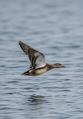 Flying Duck in Flight Above Water.