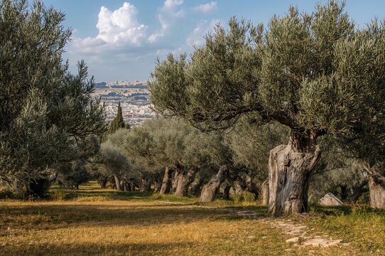 The historic olive grove nestled at the base of a famous mountain