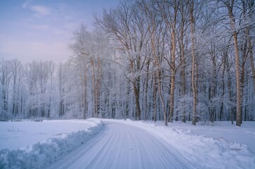 Snowy forest trail in the cold season