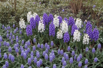 Obraz premium Bulb flowers like hyacinth and muscari in a winter garden flowerbed