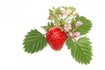 Single wild strawberry on a plain white backdrop