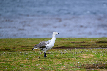 Side view of a male upland goose (Chloephaga picta) standing on Barren Island, Falkland Islands.