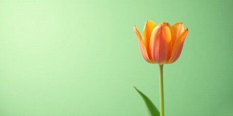 A single vibrant orange tulip blossom against a soft mint green backdrop, symbolizing springtime renewal and natural beauty
