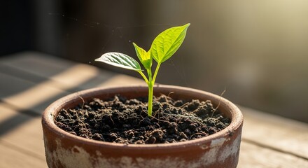 Close-up of a young plant seedling growing in a terracotta pot with rich soil and blurred background, concept for new beginnings, environmental awareness and sustainable gardening